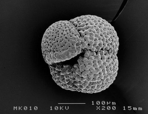 Neogloboquadrina inglei Kucera & Kennett, 2000