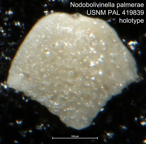 Nodobolivinella palmerae Hayward, 1990