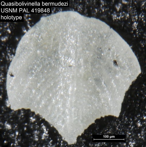 Quasibolivinella bermudezi Hayward, 1990
