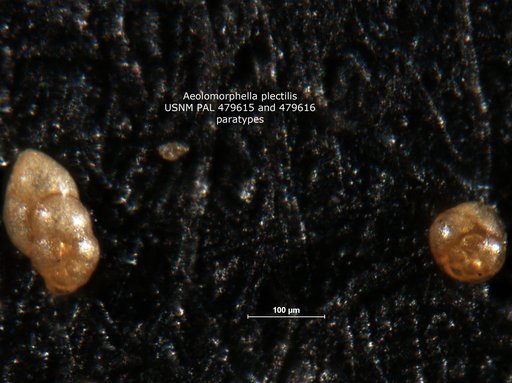 Aeolomorphella plectilis Loeblich & Tappan, 1964