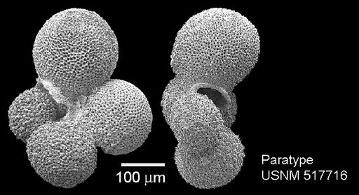 Parasubbotina eoclava Coxall et al., 2003