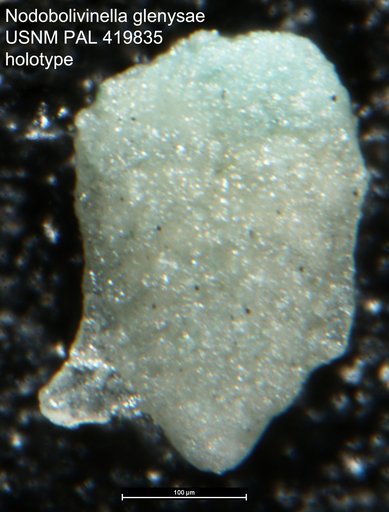 Nodobolivinella glenysae Hayward, 1990