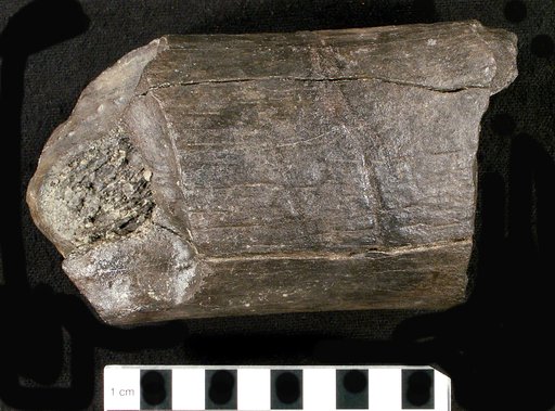 Genus sp