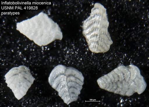 Inflatobolivinella miocenica Hayward, 1990