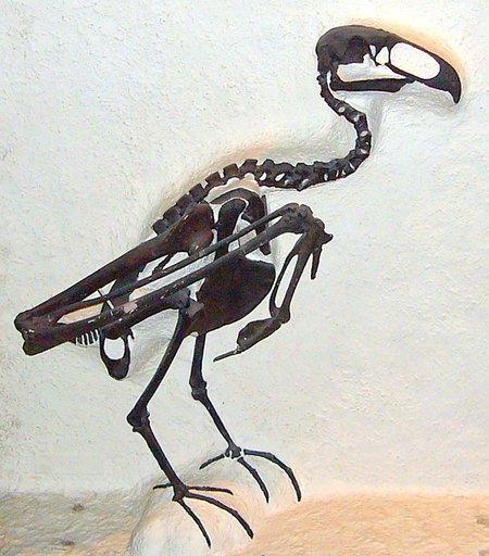 Teratornis merriami Miller