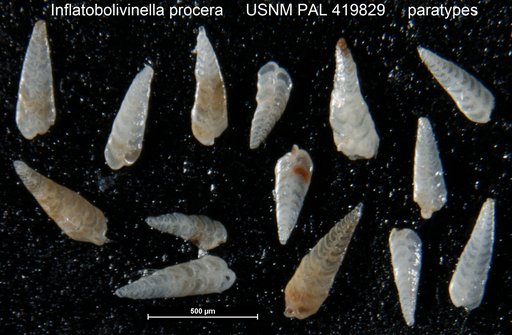 Inflatobolivinella procera Hayward, 1990