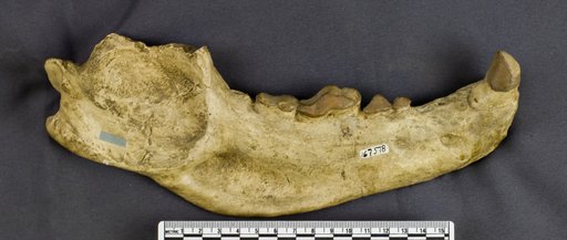 Hemicyon ((canis)) ursinus Cope