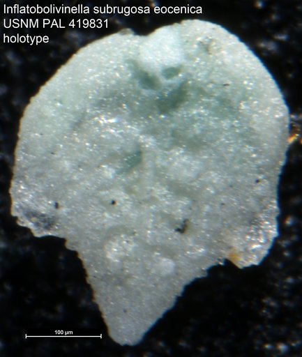 Inflatobolivinella subrugosa eocenica Hayward, 1990