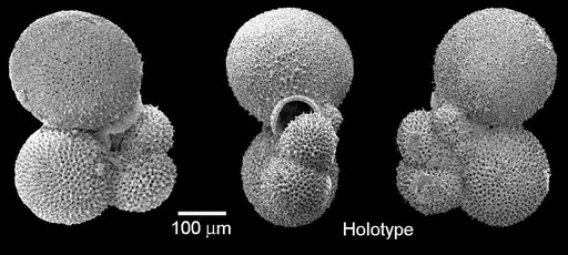Parasubbotina eoclava Coxall et al., 2003