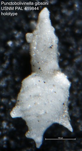 Punctobolivinella gibsoni Hayward, 1990