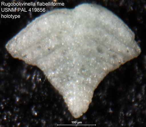 Rugobolivinella flabelliforme Hayward, 1990