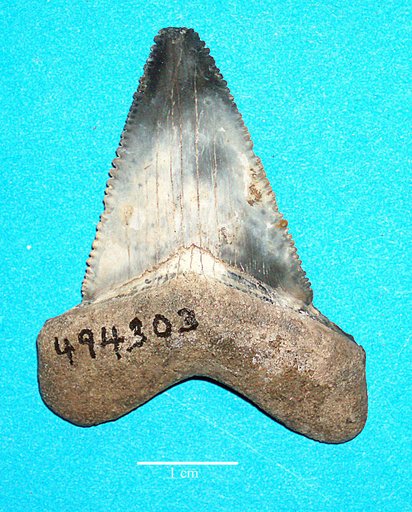 Carcharodon sp