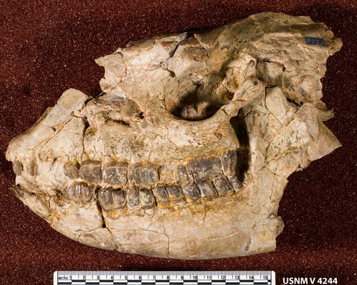 Hyracodon nebraskensis (Leidy)