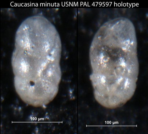 Caucasina minuta Loeblich & Tappan, 1964