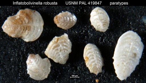 Inflatobolivinella robusta Hayward, 1990
