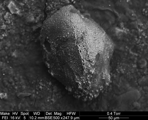Trifarinella atlantica Watanabe, 1989