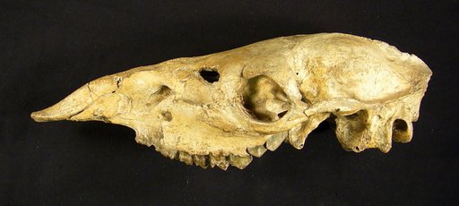 Procamelus sp