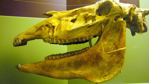Equus simplicidens Cope, 1892