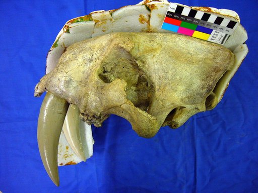 Smilodon fatalis (Leidy)