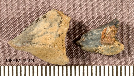 Genus sp