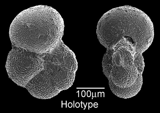 Pseudohastigerina sharkriverensis Berggren & Olsson, 1967