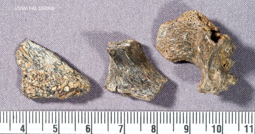 Genus sp