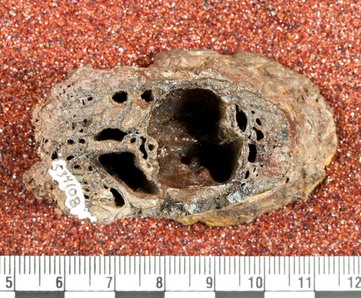 Genus sp