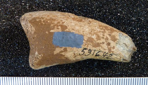Genus sp