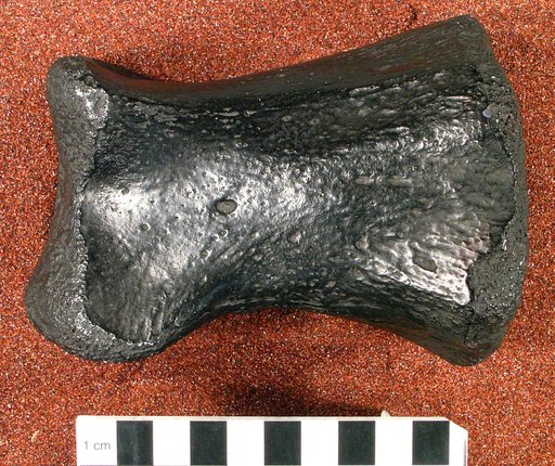 Genus sp
