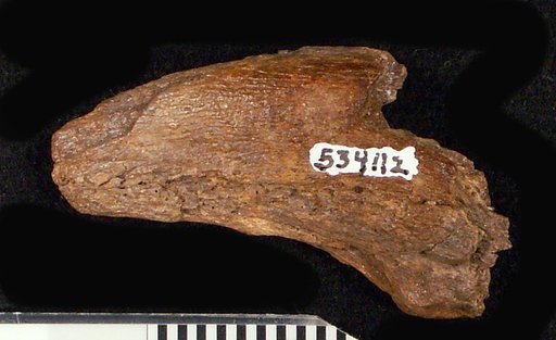 Genus sp