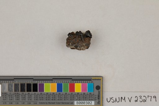 Anisonchus athelas Van Valen, 1978