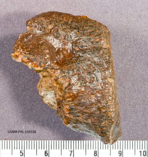 Genus sp