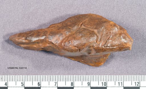Genus sp