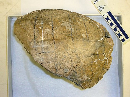 Agomphus alabamensis Gilmore, 1919