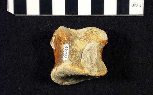 Genus sp