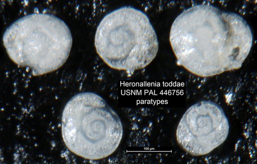 Heronallenia toddae Boltovskoy & Watanabe, 1985