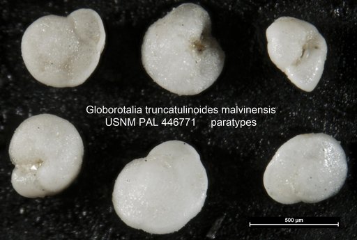 Globorotalia truncatulinoides malvinensis Boltovskoy & Watanabe, 1980