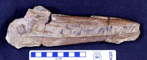Genus sp