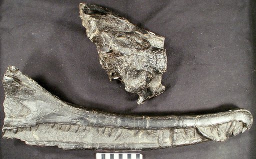 Rutiodon carolinensis Emmons, 1856