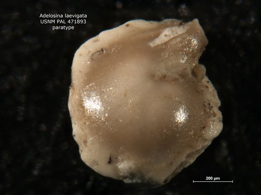 Adelosina laevigata d'Orbigny, 1826