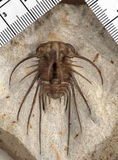 Dicranurus hamatus elegantus (Campbell)