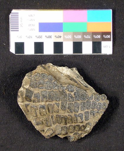 Genus sp
