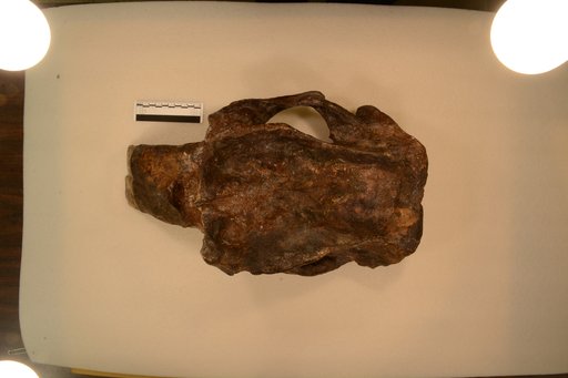Phascolonus sp