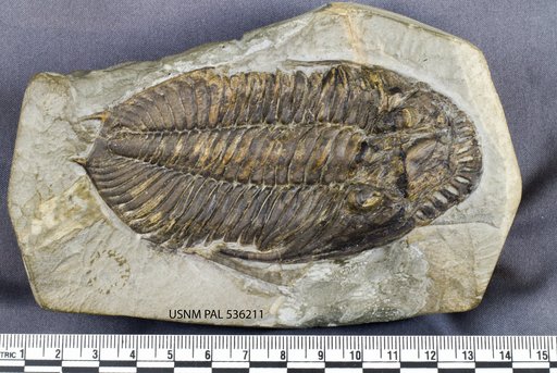Odontocephalus aegeria Hall