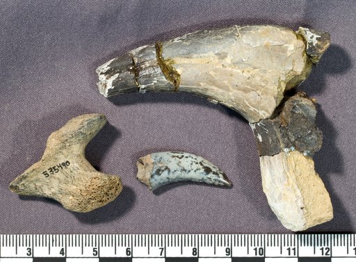 Genus sp