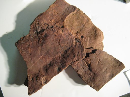 Dickinsonia costata Sprigg, 1947