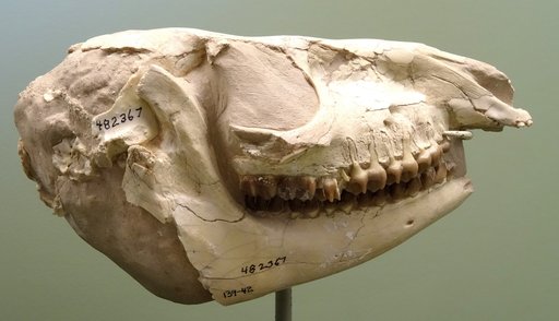 Mesohippus bairdi (Leidy, 1850)
