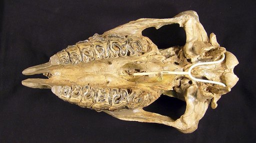 Menoceras cooki Peterson