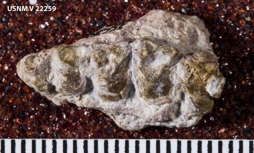 Pelycodus cf. jarrovii Cope