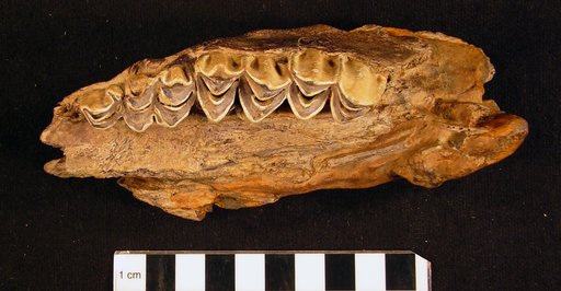 Synthetoceras davisorum Hulbert & Whitmore, 2006